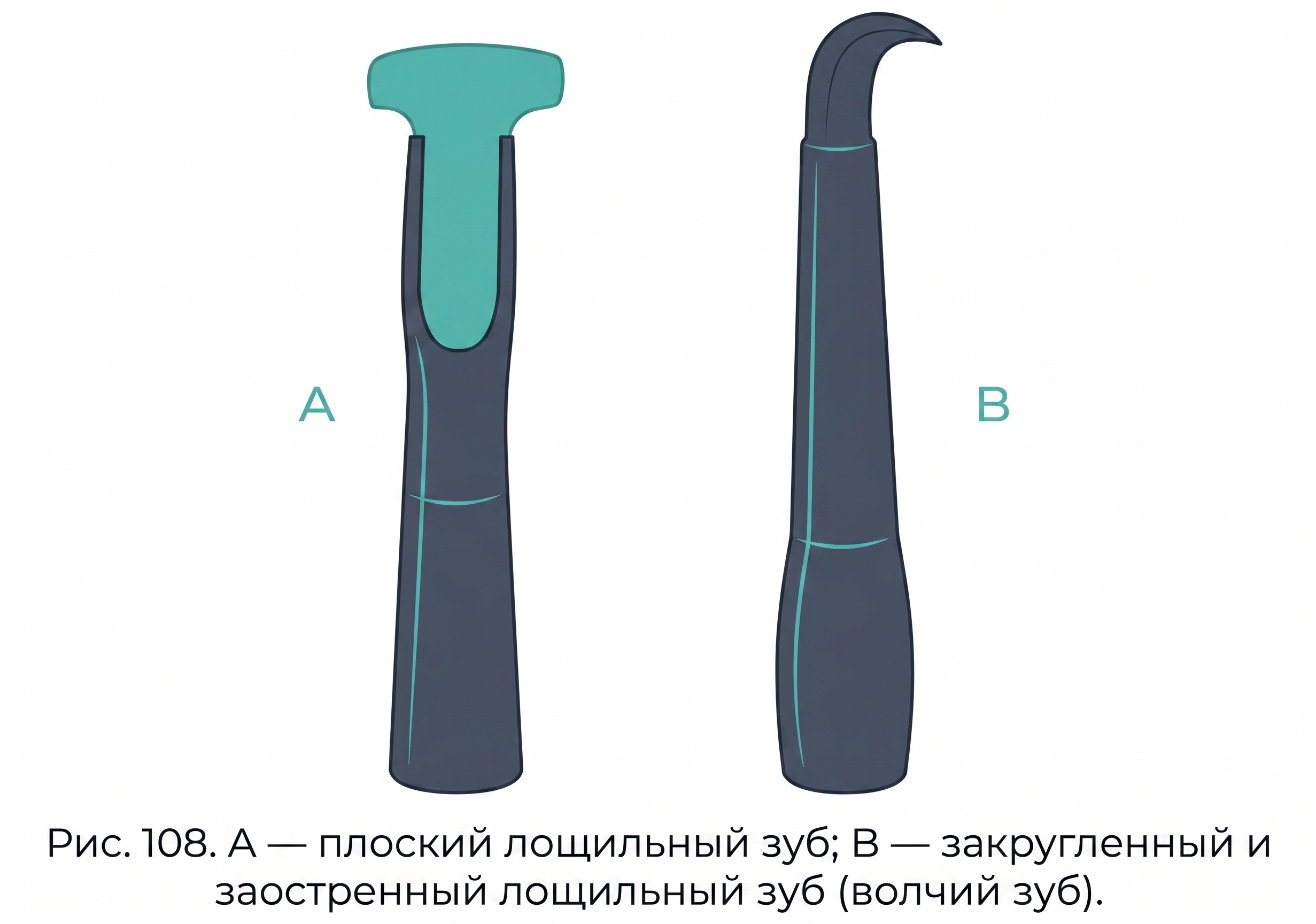 Лощильные зубы